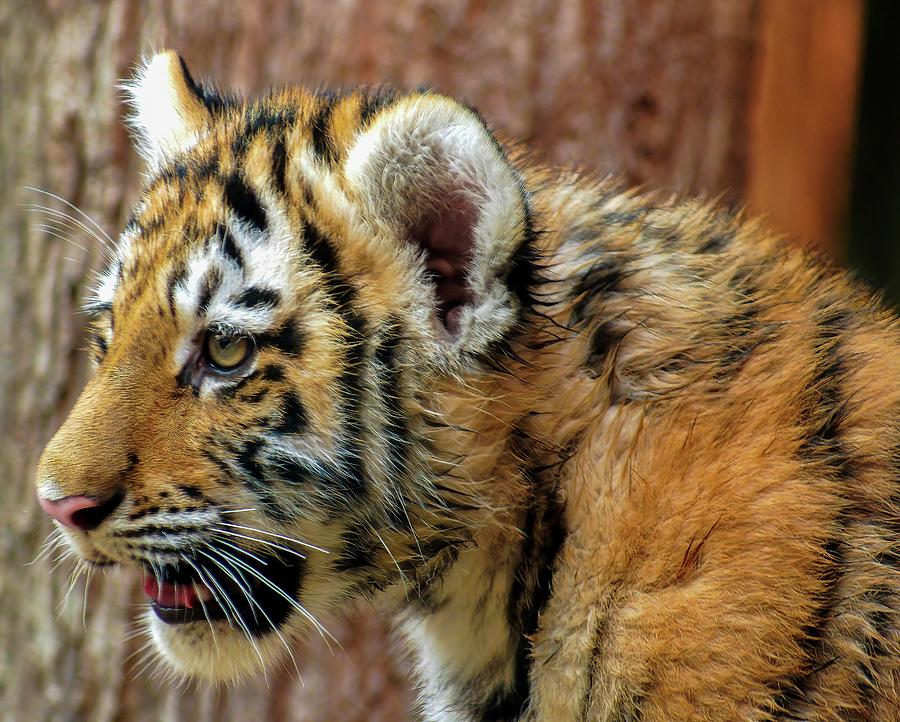 Siberian Tiger Cubs Photograph by Deb Beausoleil