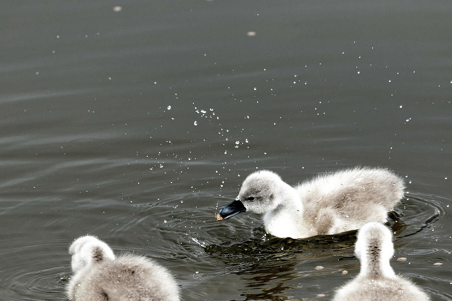 Baby Swans Photograph - This Is How It Is Done Guys by Darrell Gregg