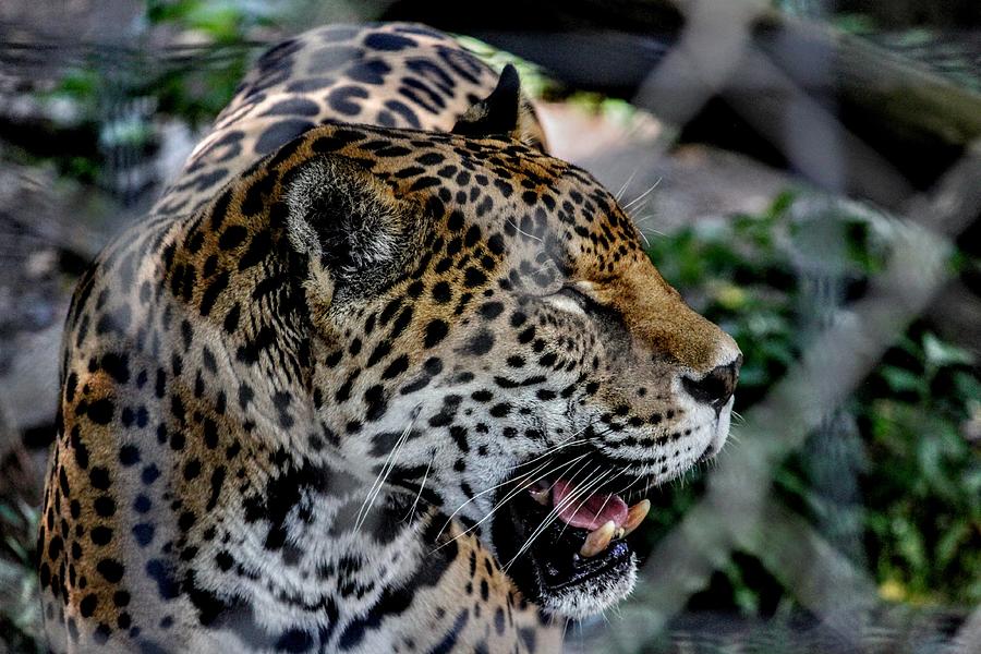 This Is My Good Side Photograph by Brian Thompson Fine Art America