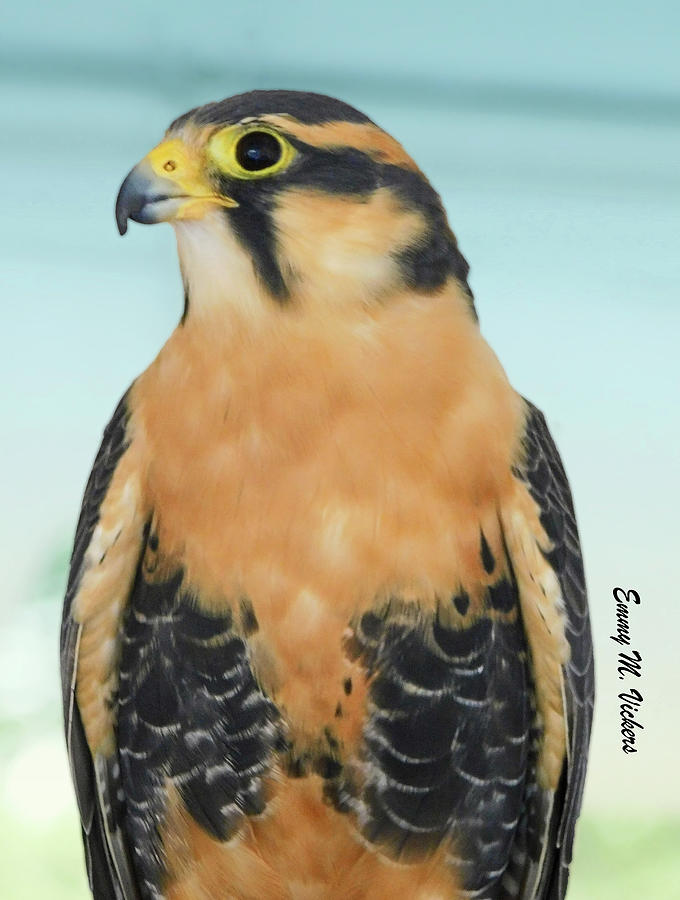 Falcon Photograph - This Is My Good Side_Signed by Emmy Marie Vickers