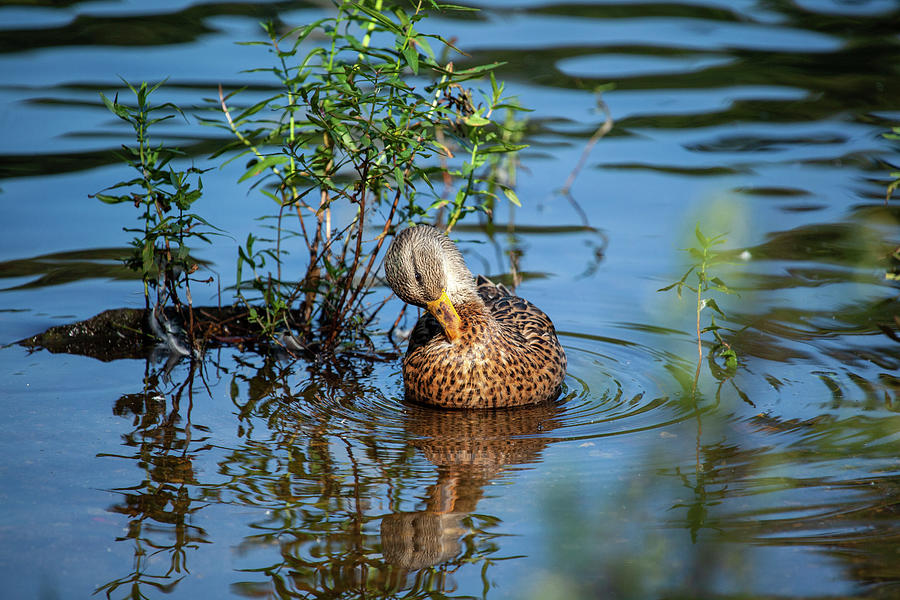 Duck Photograph - This Itch Is Driving Me Crazy by Karol Livote