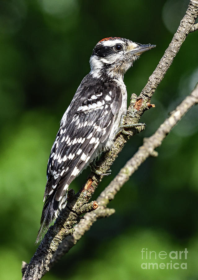This Juvenile Downy Woodpecker Has Personality Photograph