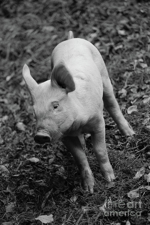 This Little Piggy bw Vert Photograph by Eddie Barron