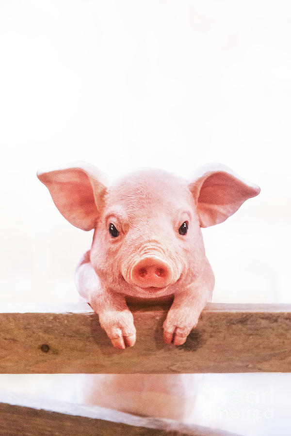 This Little Piggy Photograph by Evelina Kremsdorf