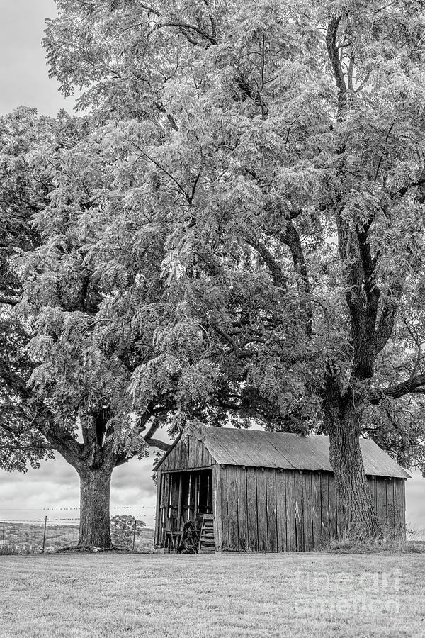 Black And White Photograph - This Old Shed Grayscale by Jennifer White