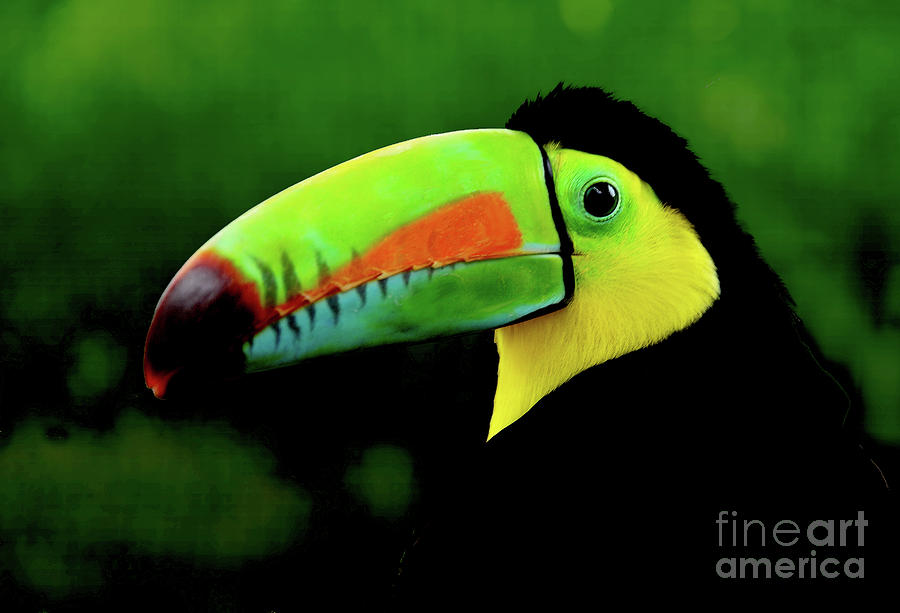 This Rainbow Toucan poses for a bird portrait in the jungles of Costa Rica. Photograph by Gunther Allen