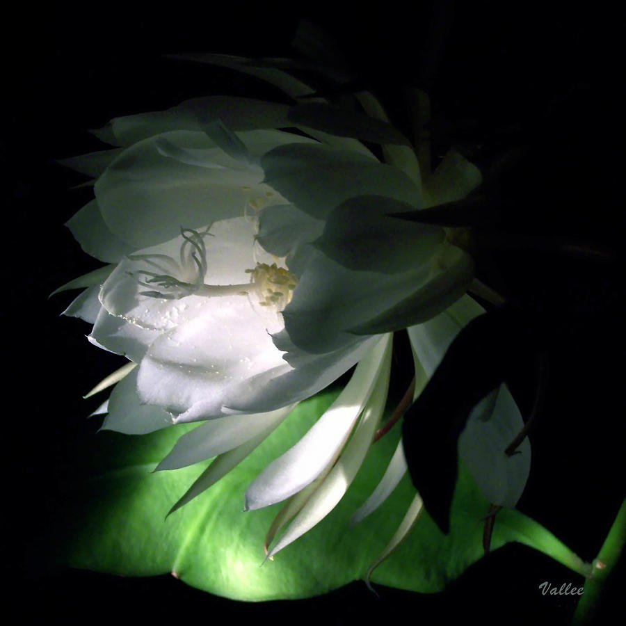 This Side of Cereus  Photograph by Vallee Johnson