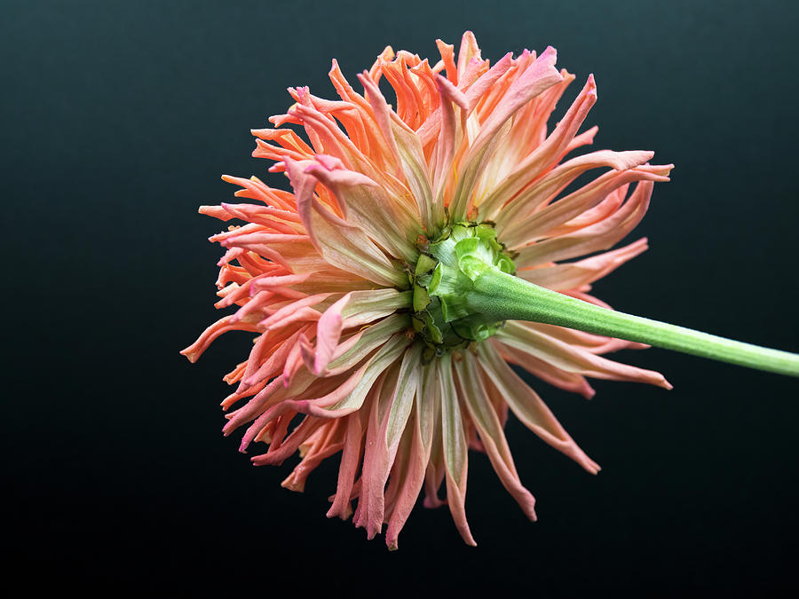 The Other  Side of the Cactus Flowered Zinnia Photograph by Joe Schofield