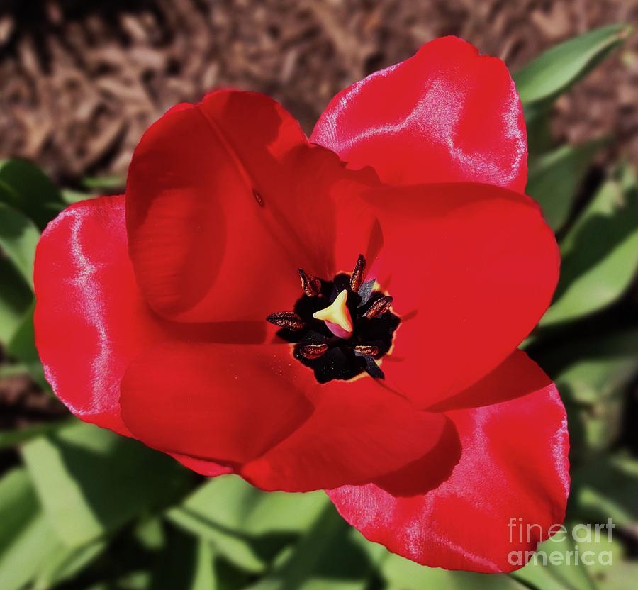 This Springs Gift Of A Tulip Photograph by Poets Eye