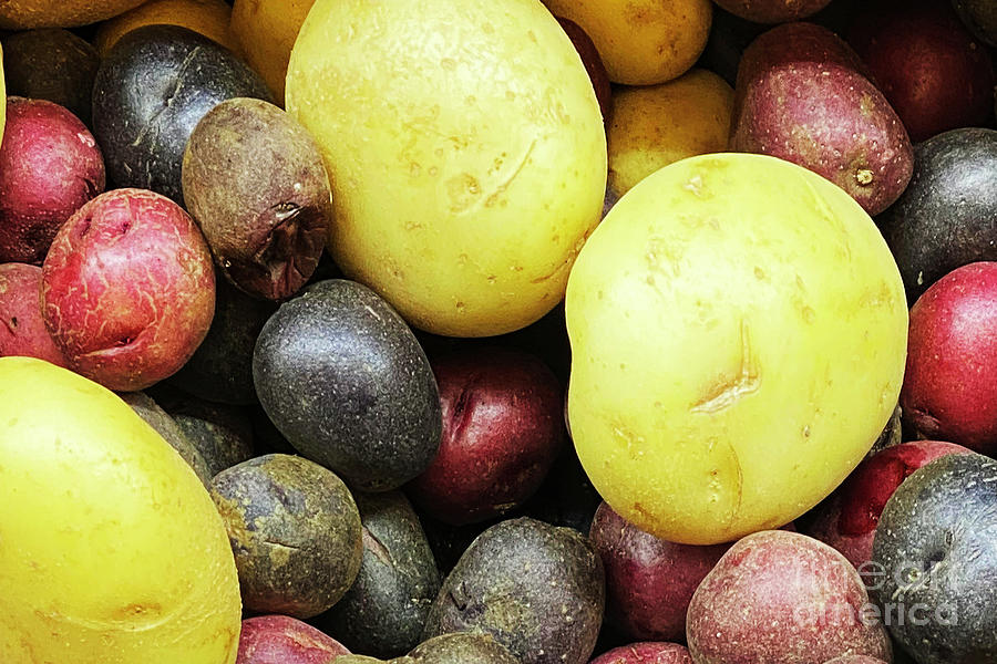 This Spuds For You Photograph by Michael May - Fine Art America