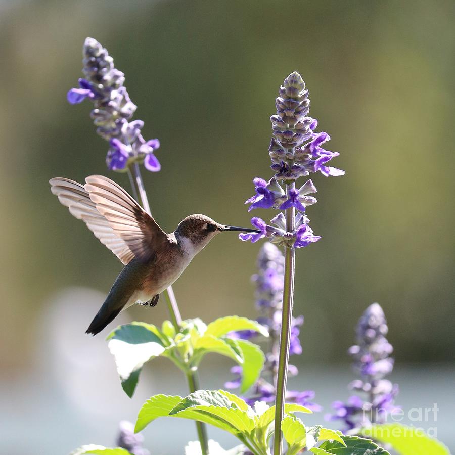 This Sweet Hummingbird Square Photograph by Carol Groenen
