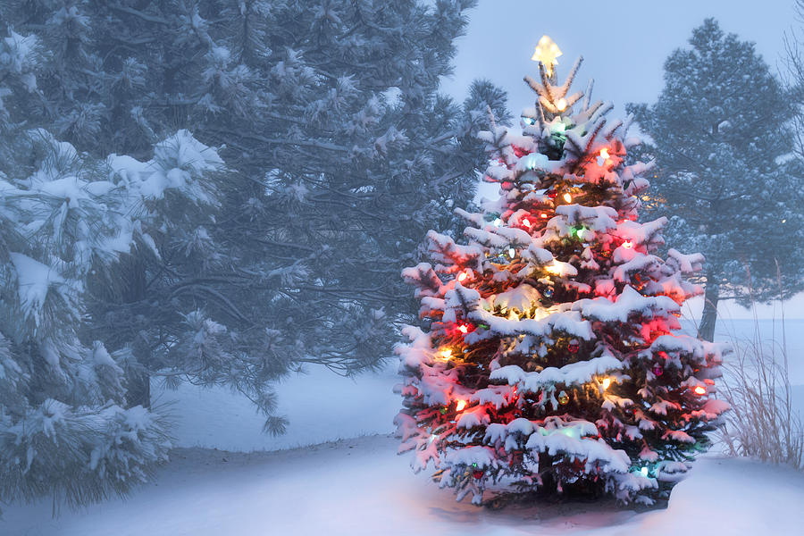 This Tree Glows Brightly On Snow Covered Foggy Christmas Morning Photograph by Ricardoreitmeyer
