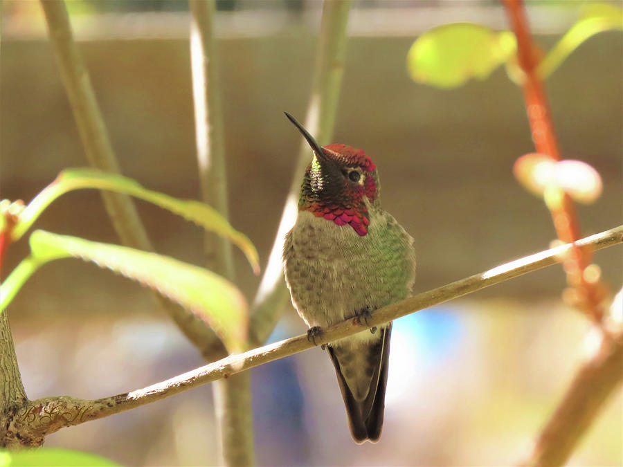 This Way and That Way - Hummingbird Photography - Avian Art - Tiny Birds Photograph by Brooks Garten Hauschild