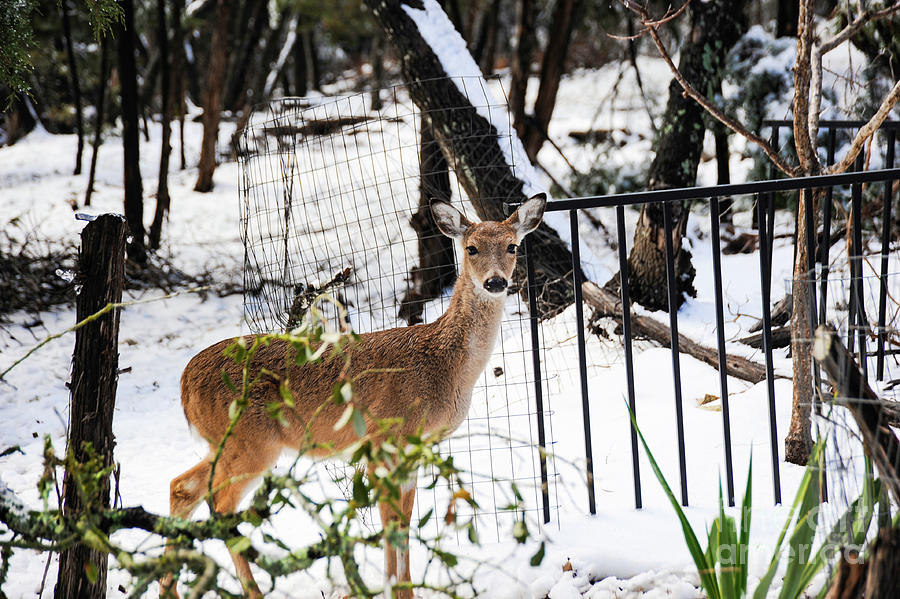 Young female deer in the woods stops for a winters animal portrait with a snow covered background Photograph by Gunther Allen