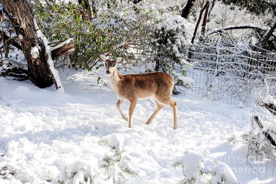 This young female deer searches the woods for food in a snow covered background. Photograph by Gunther Allen