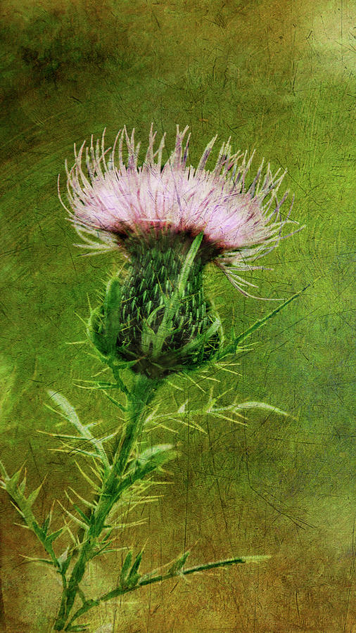 Thistle Digital Art by Amy Curtis