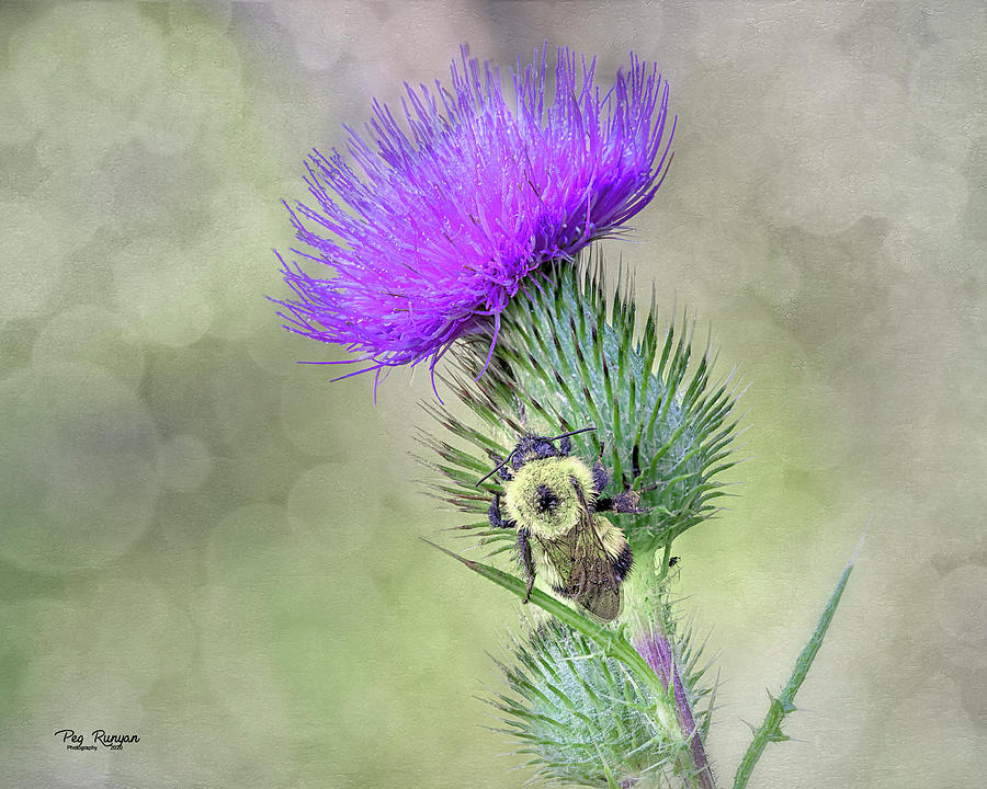 Thistle and the Bee Photograph by Peg Runyan