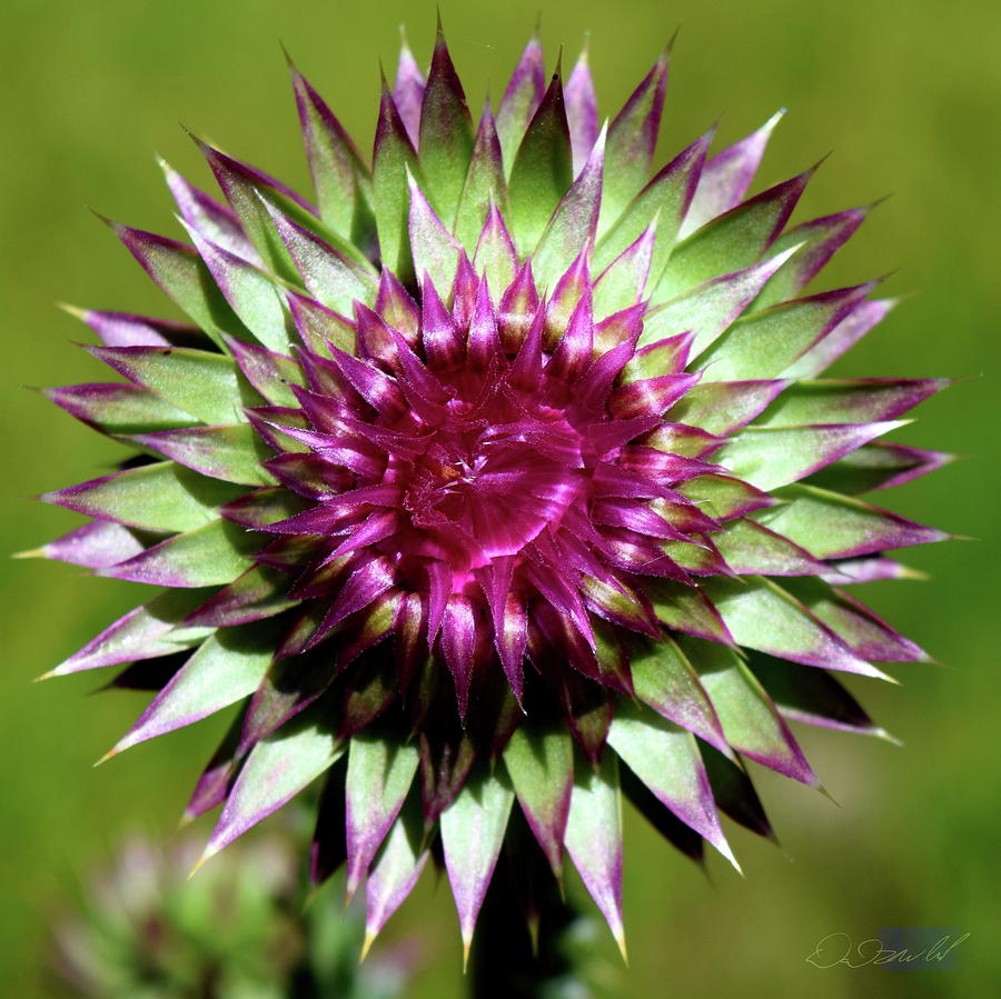 Thistle at Sureshot Lake, MT Photograph by David White - Fine Art America