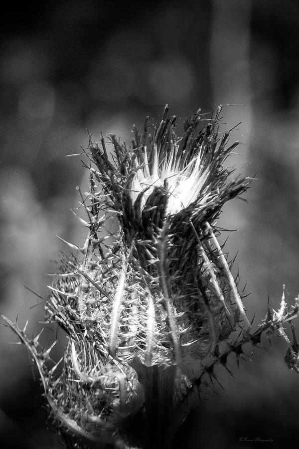 Thistle Bloom Black and White Photograph by Debra Forand