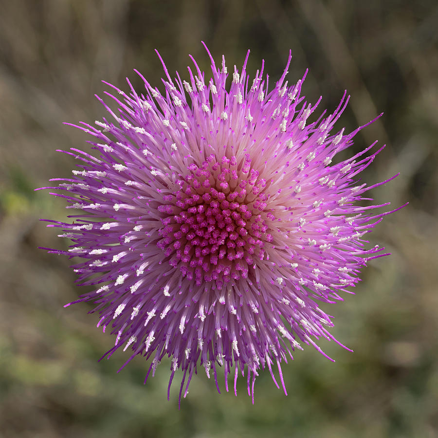 Thistle Bloom Photograph by Tom Daniel