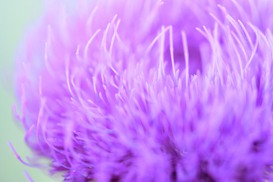 Thistle Blossom Impressions Photograph by Leanna Kotter