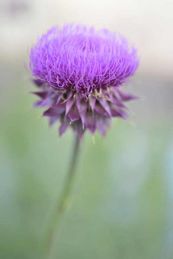 Thistle Blossom   Photograph by Leanna Kotter