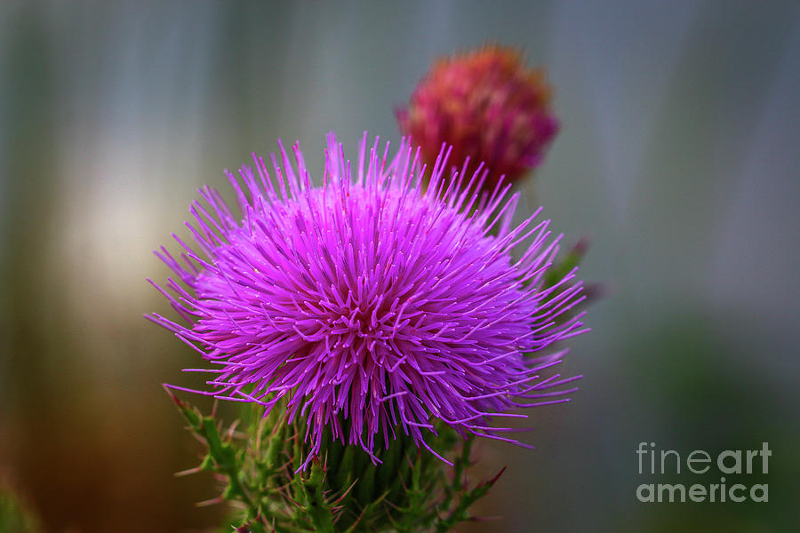 Thistle Blossom Macro Photograph by Tom Claud