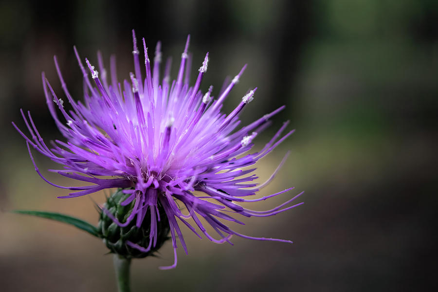 Thistle Brighten Your Day Photograph