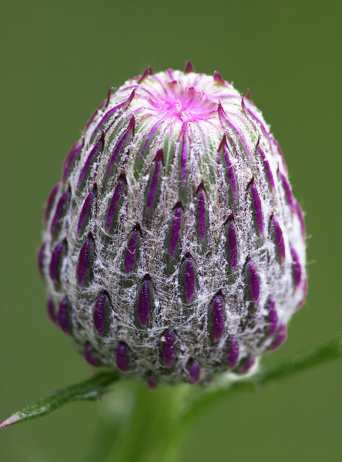 Thistle Bud Photograph by Dale Kincaid