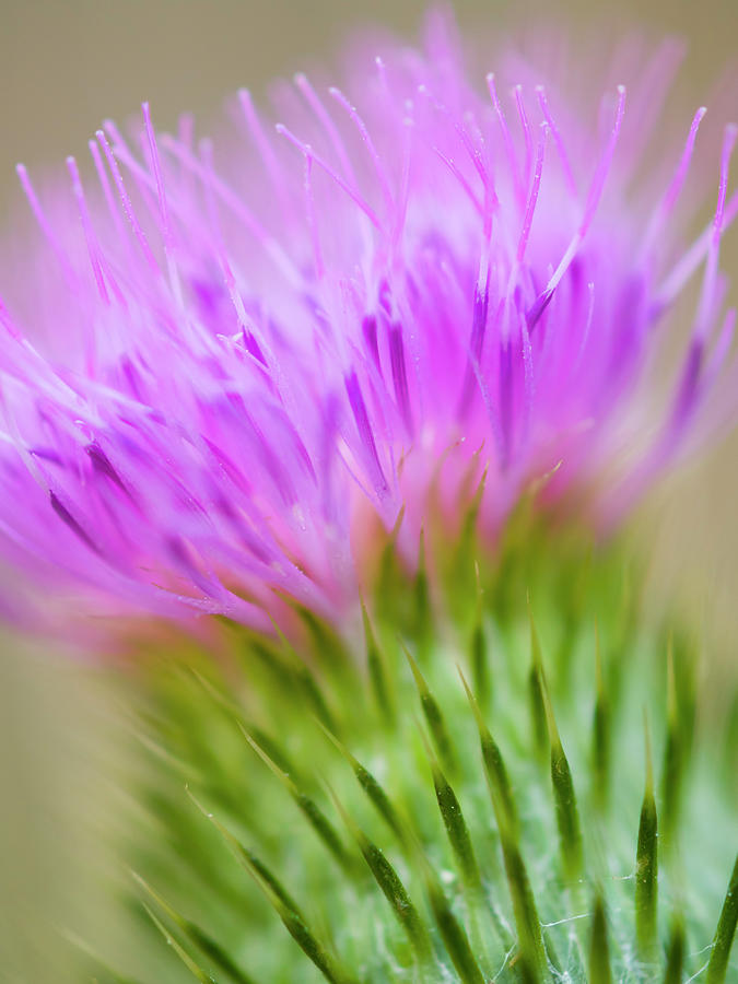 Thistle Photograph by Christopher Johnson