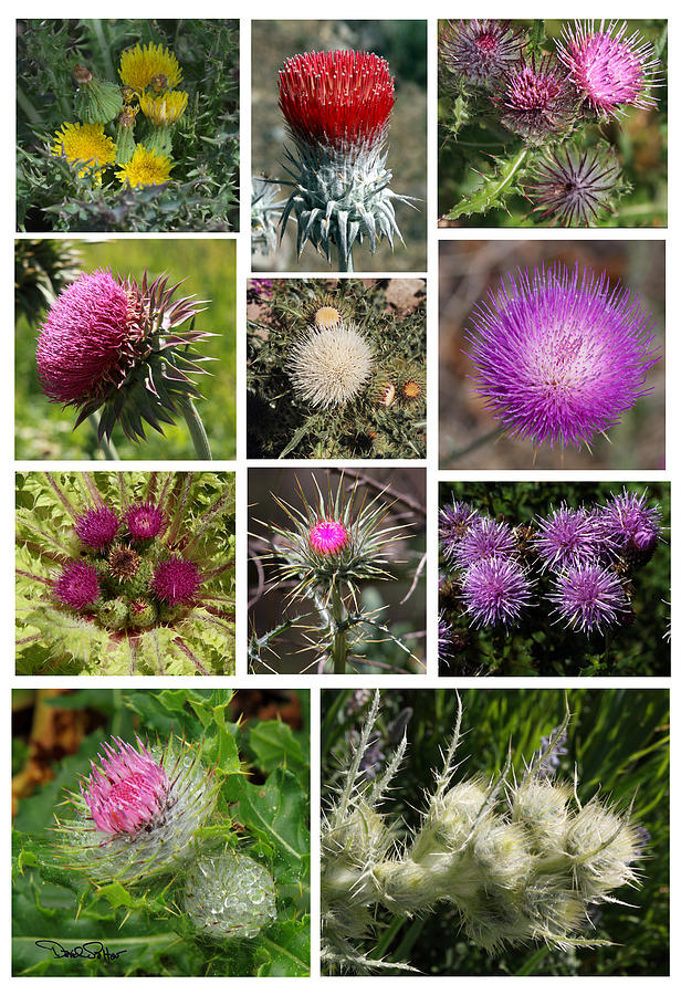 Thistle Collage Photograph by David Salter