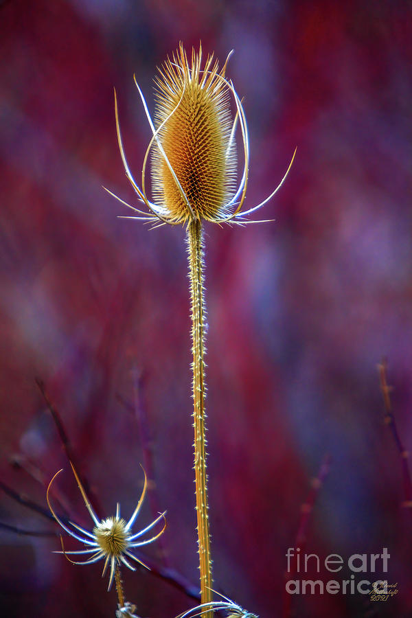 Thistle Photograph by David Millenheft