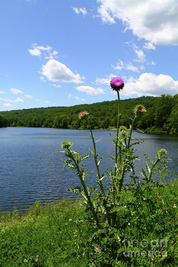 Thistle Flower and Hunting Creek Lake Maryland Photograph by James Brunker