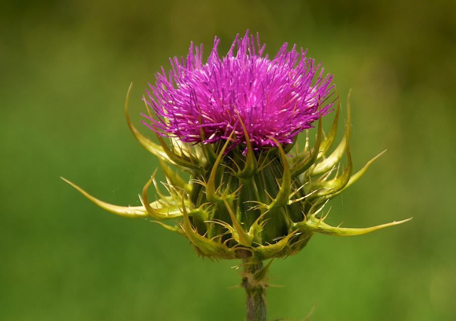 Thistle flower Photograph by Byronsdad