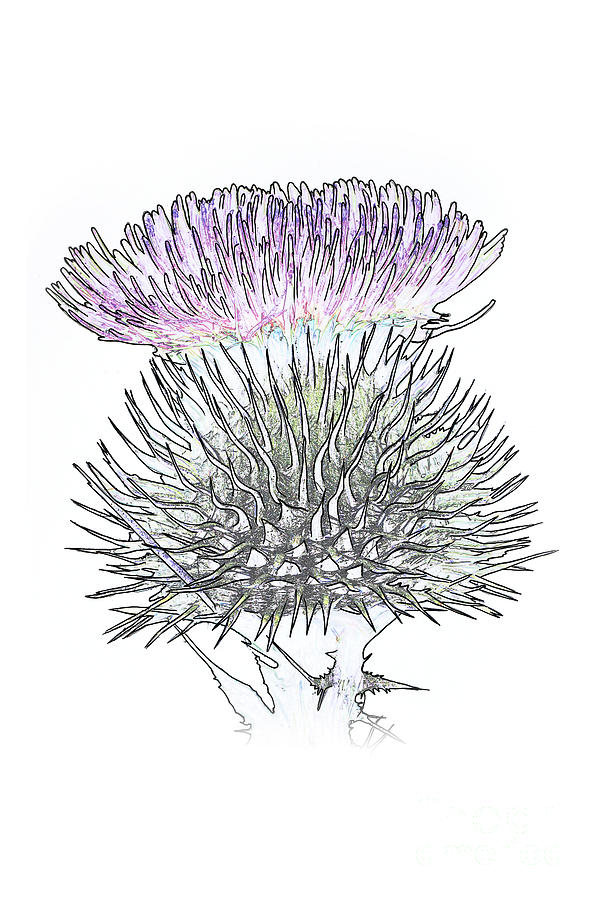 Thistle flower Mixed Media by Tony Mills