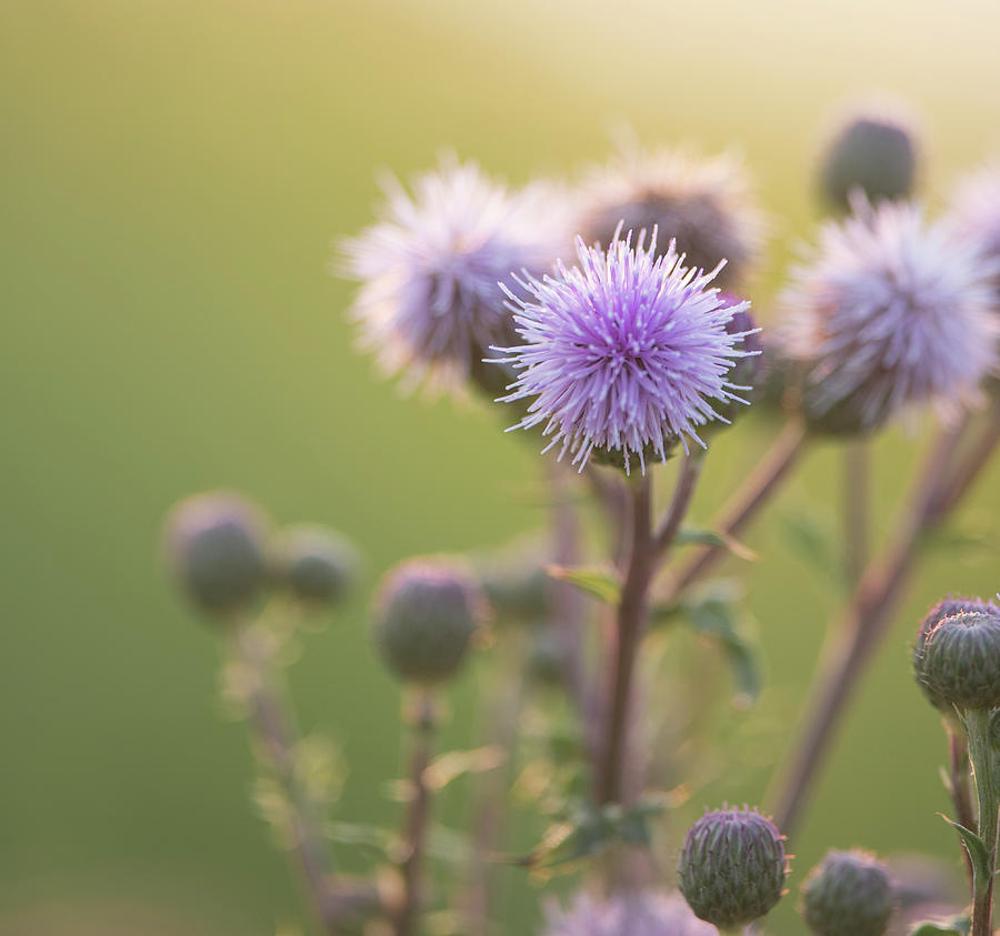 Thistle Flowers Photograph by Karen Rispin