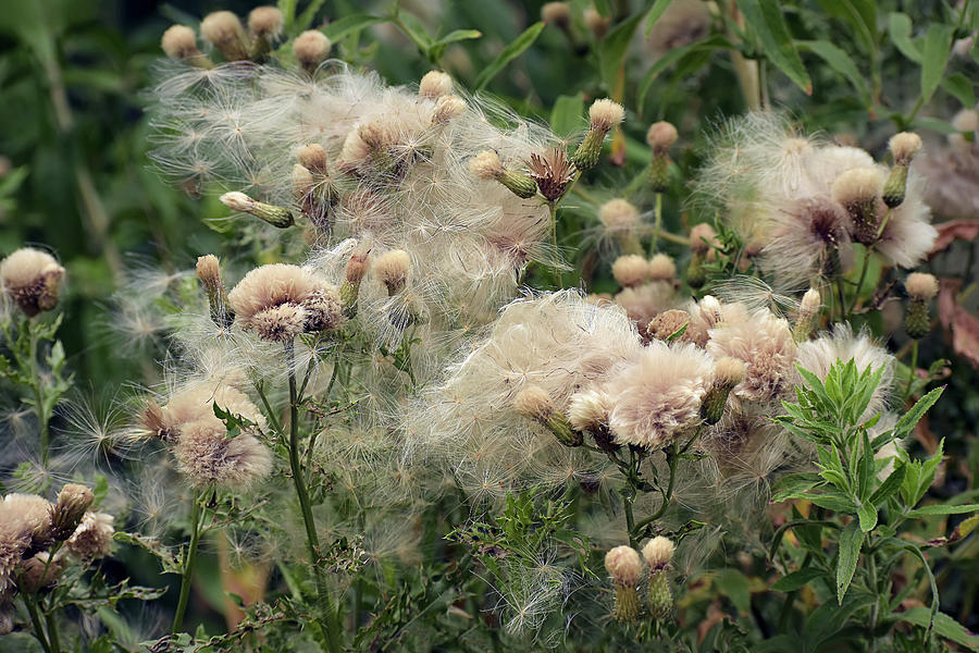 Thistle Fluff Photograph by Maria Meester