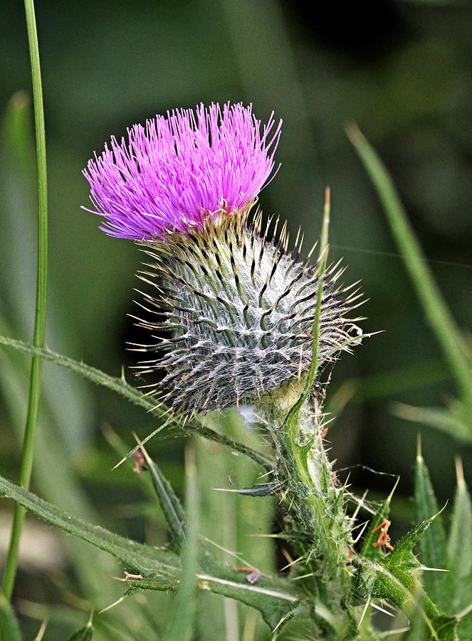 Thistle Photograph - Thistle Head, Scottish National Flower by Photoman Bryan WB