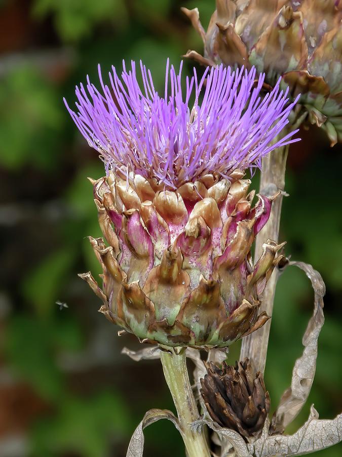 Thistle Photograph by James Lamb Photo