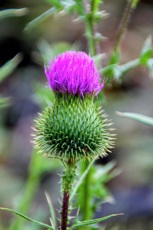 Flowers Still Life Photograph - Thistle by Jean Haynes
