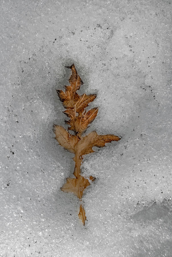 Thistle Photograph - Thistle Leaf In Melting Snow by Phil And Karen Rispin