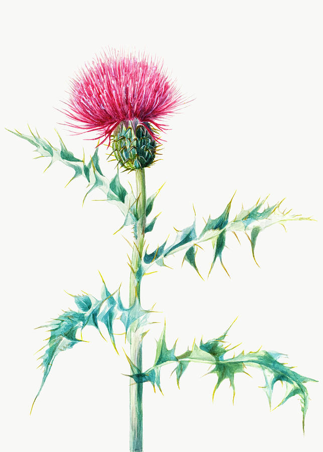Spring Drawing - Thistle by Mary Vaux Walcott