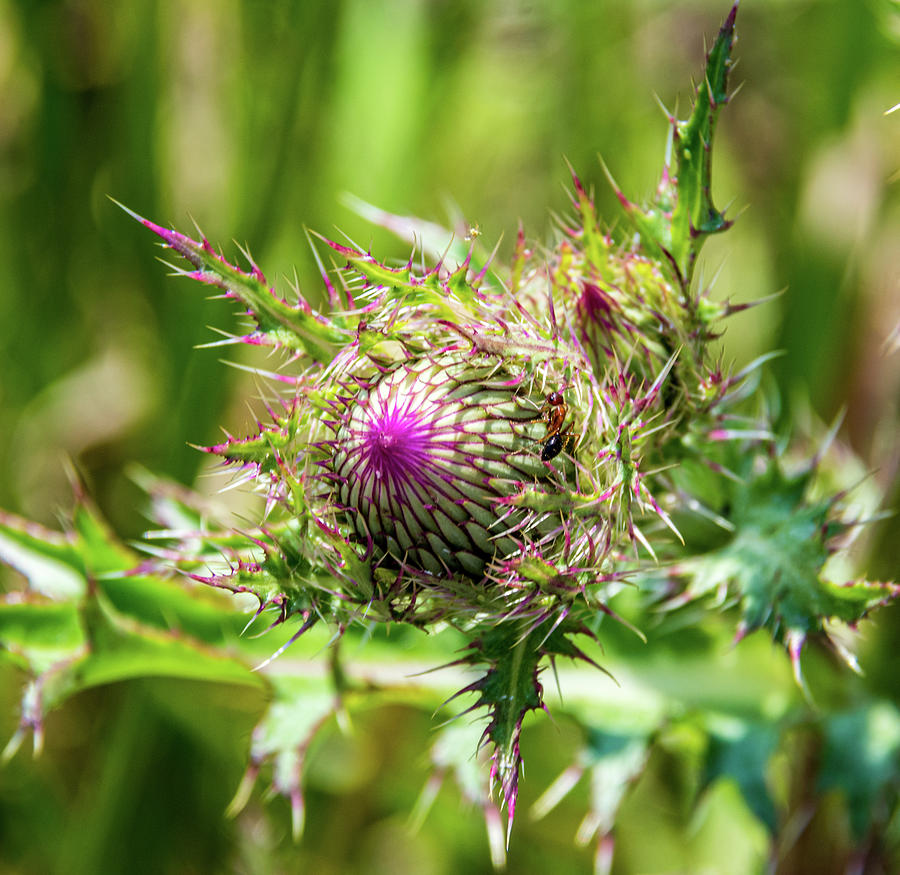 Thistle Me This Photograph by Pamela McDaniel
