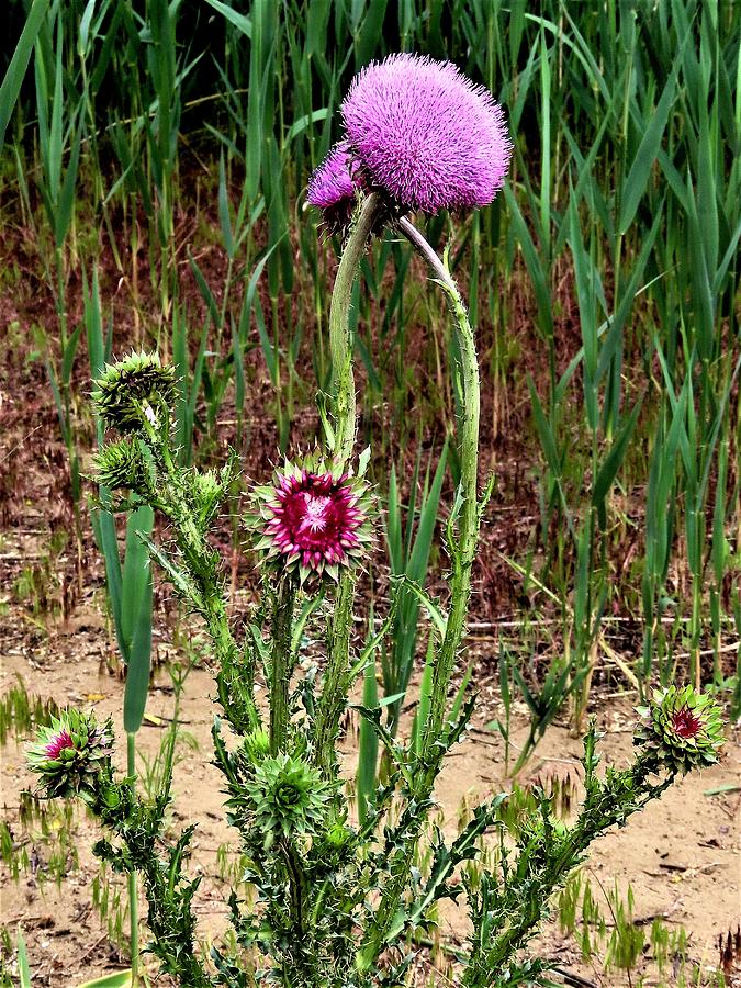 Thistle - No. One Photograph by Linda Stern