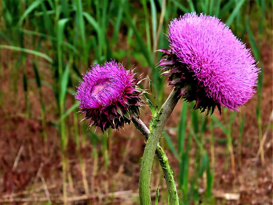 Thistle - No. Two Photograph by Linda Stern