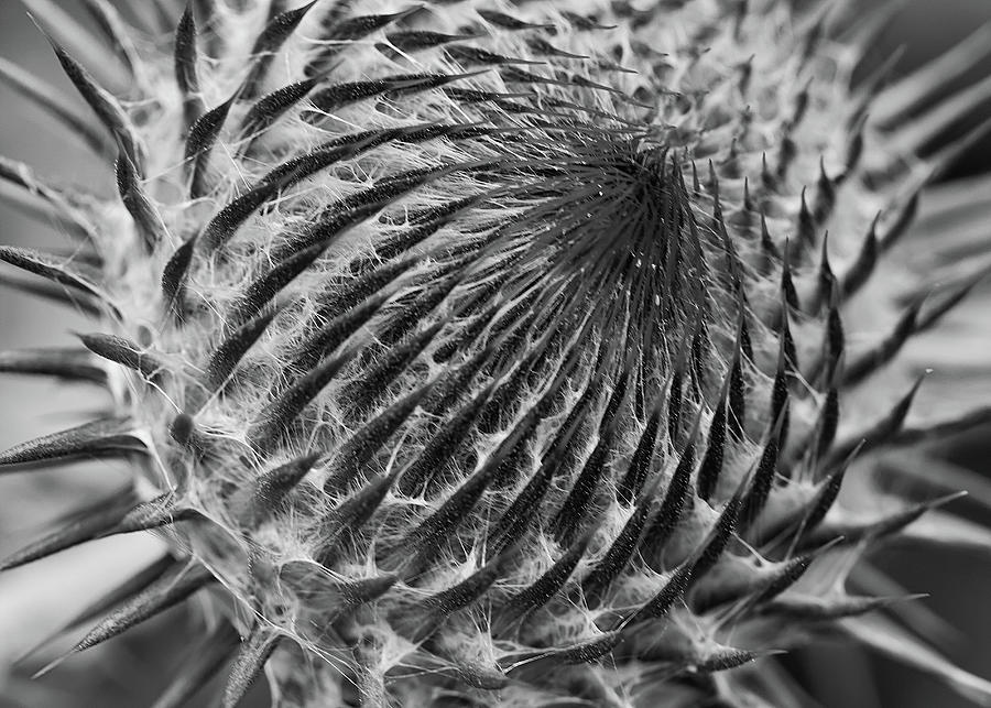 Thistle Patterns Photograph by Shirley Mitchell