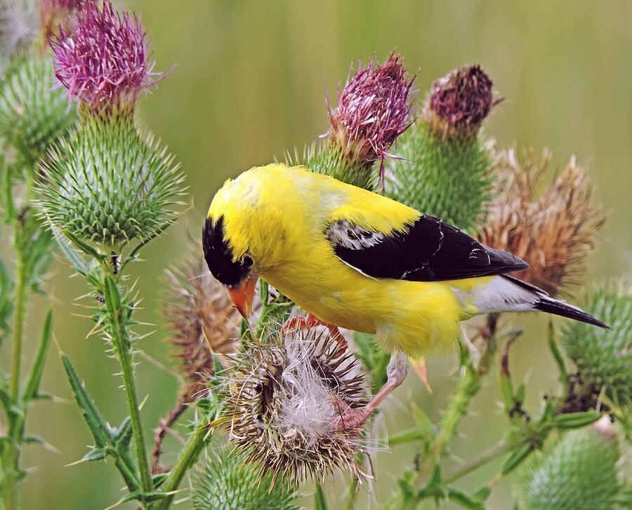 Thistle Picker Photograph by Carmen Macuga - Fine Art America