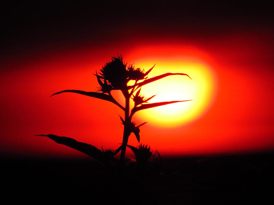 Thistle Sunrise Photograph by Lori Frisch