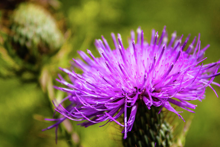 Thistle Top Photograph