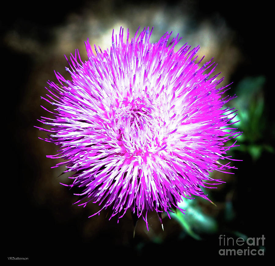 Thistle  Photograph by Veronica Batterson